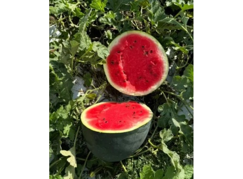 Санрей F1 - насіння кавуна, 250нас., Libra Seeds Санрей F1 - насіння кавуна, 250нас., Libra Seeds